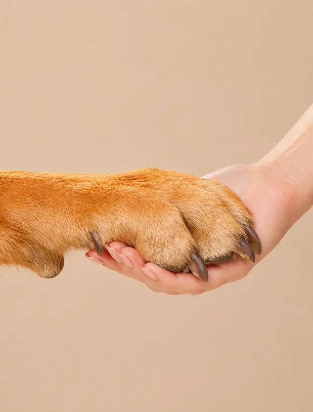 Dog Nail Supplements: Why Nails Crack and What Helps