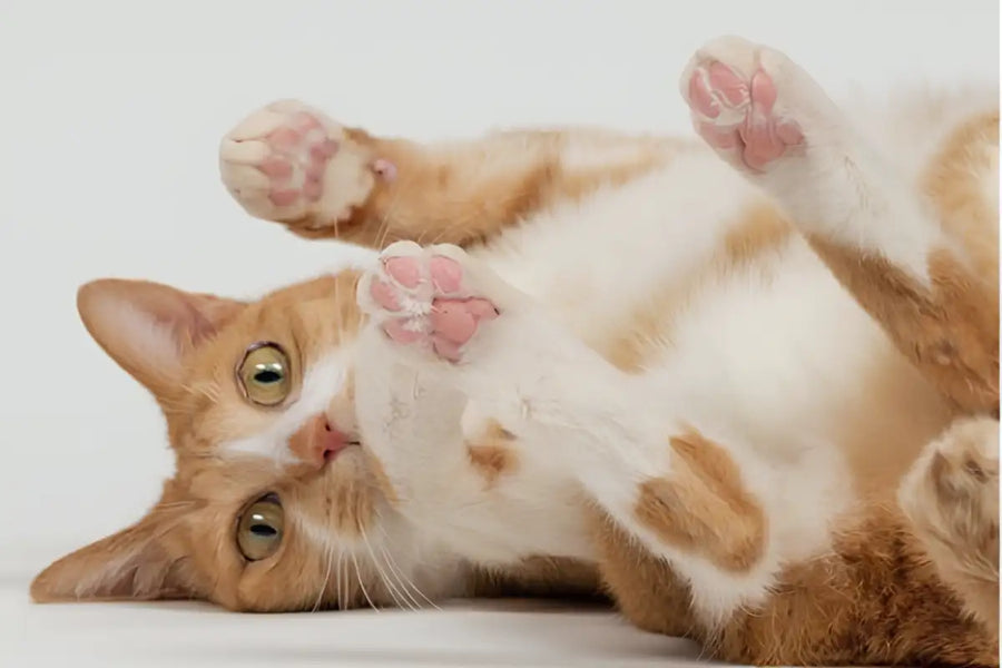 Visible coat, nails & paw pad strength