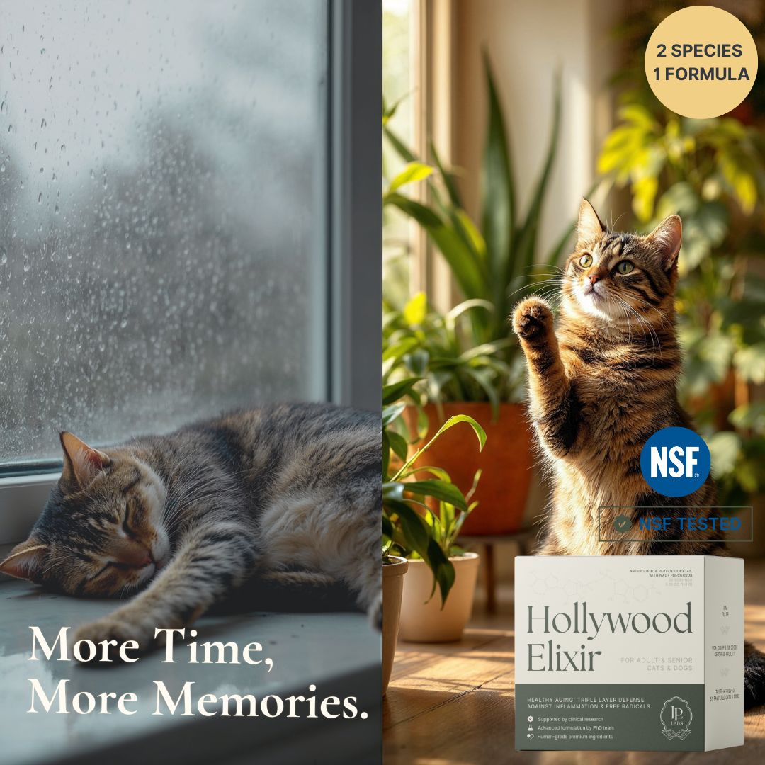 Hollywood Elixir™ — More Time, With Love