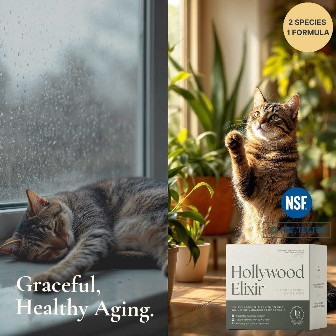 Hollywood Elixir™ — A Lifetime of Love