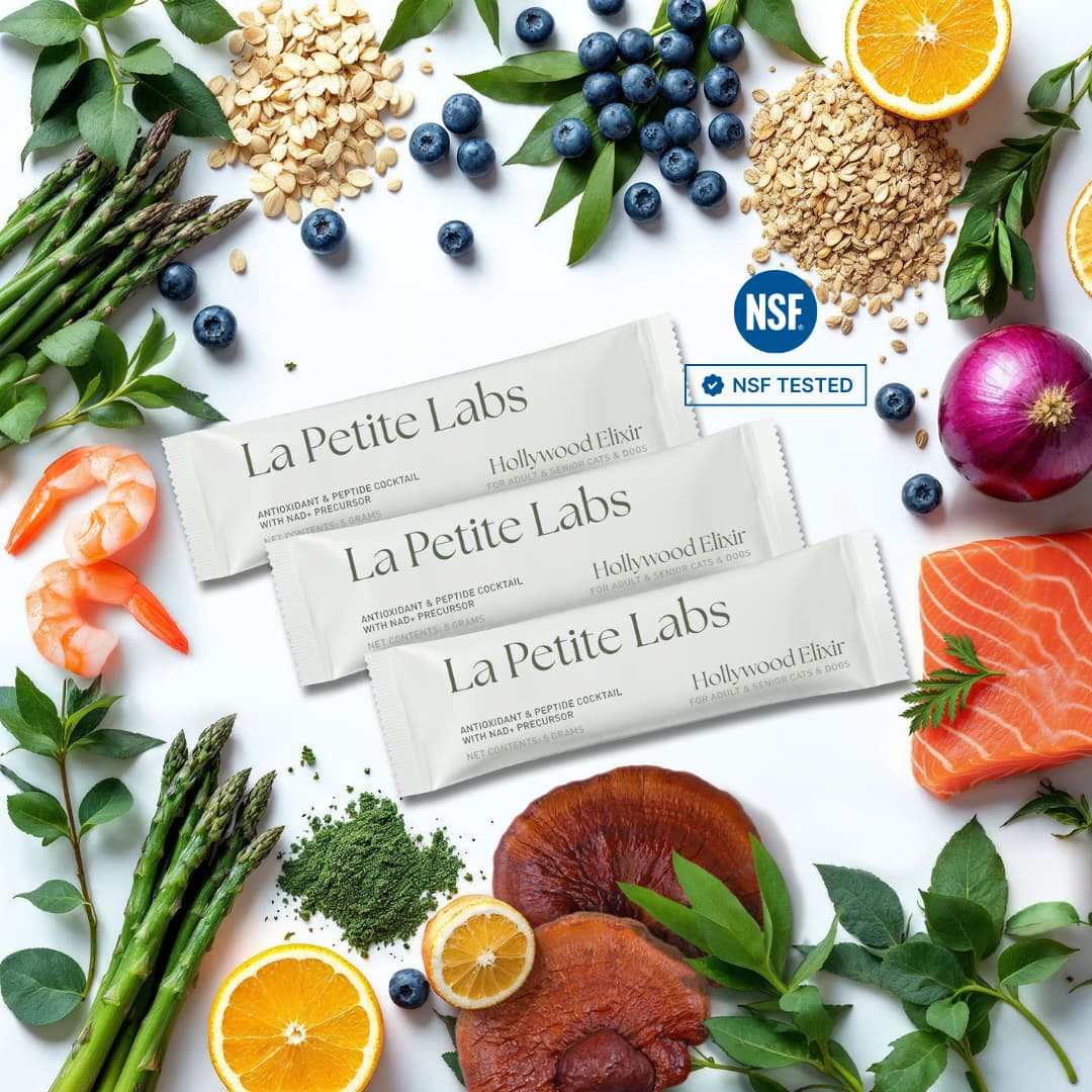 bright and vivid flat lay of ingredients to evoke healthy feeling of petite labs dietary supplement