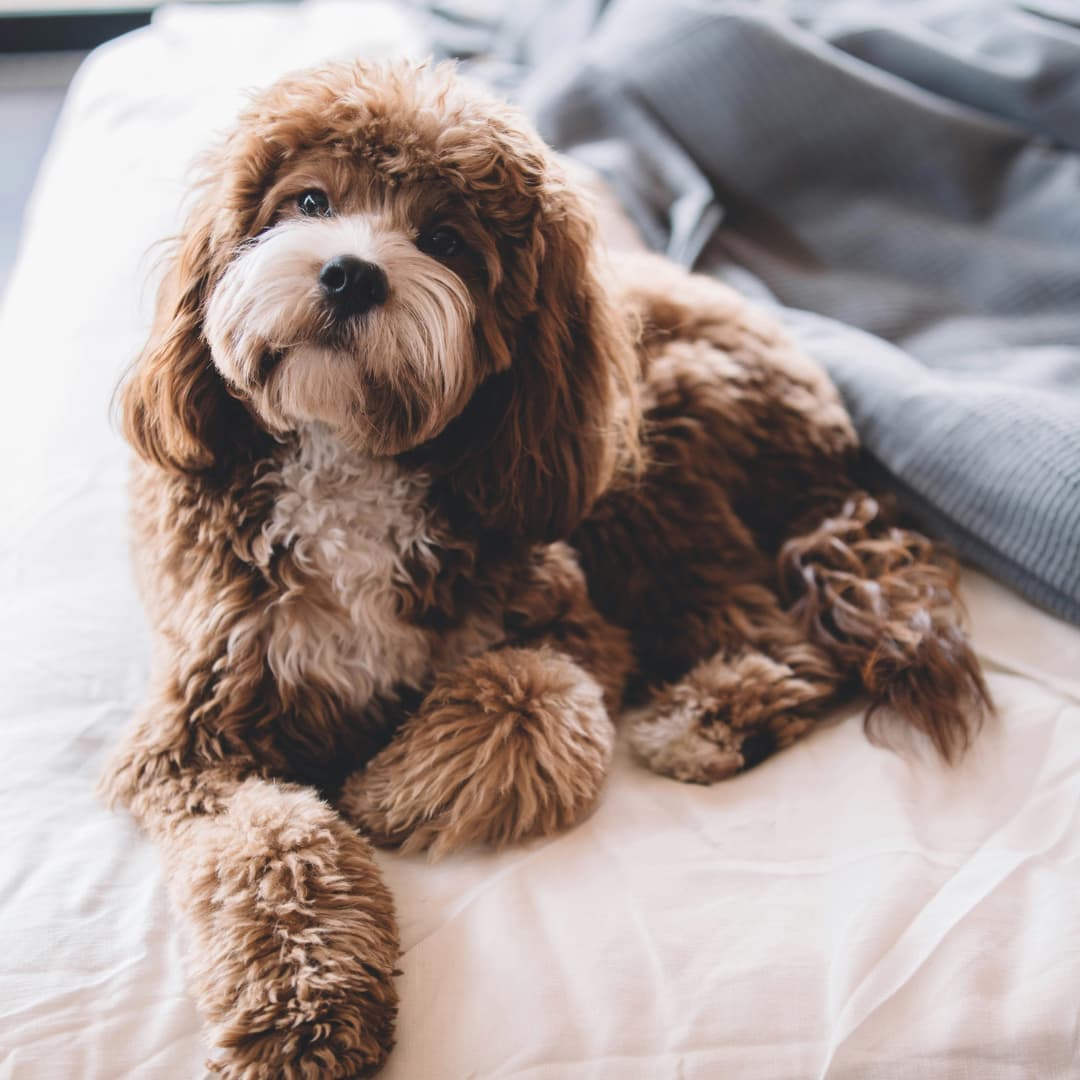 LOY 002 for dogs