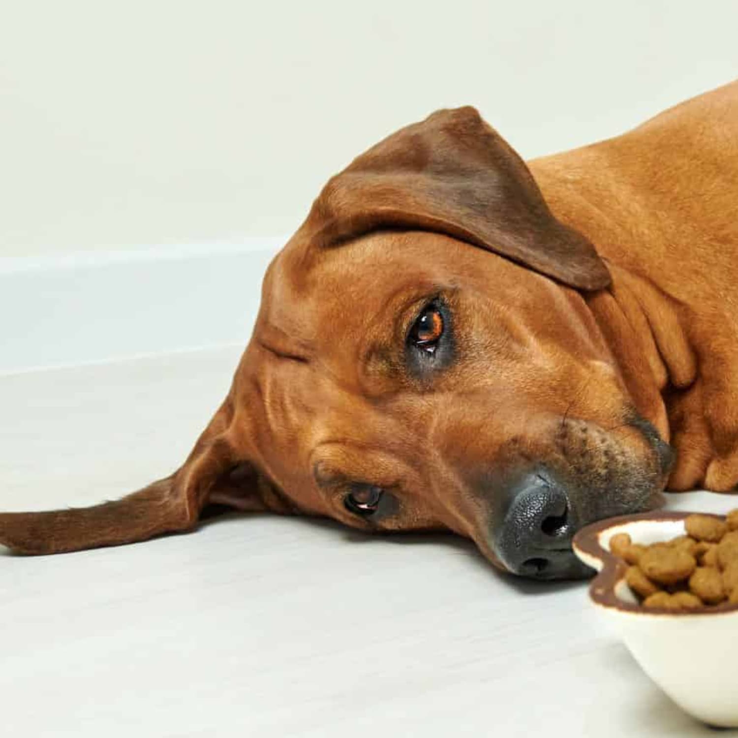 leap years dog supplement sad dog