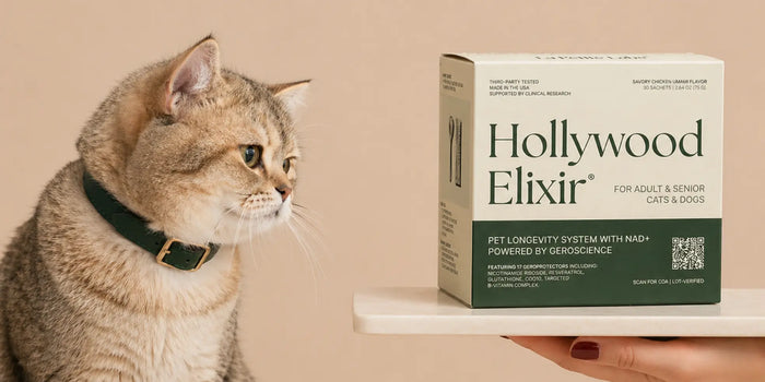 NAD+ for Cats: What It Does and How to Use It