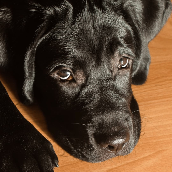 Immune Support for Dogs With Cancer: What Helps