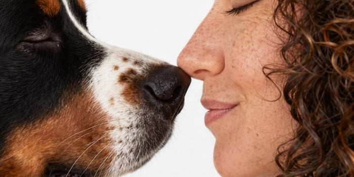 Do Senior Dogs Need Supplements? When to Start