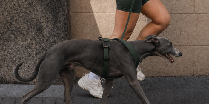 Heart Health for Dogs: Keep the Aging Heart Strong