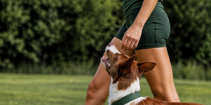 Mental Stimulation for Senior Dogs: Brain-Sharp Games