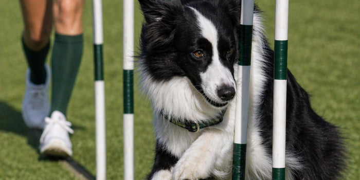 Senior Dog Vitamins: What Aging Dogs Need