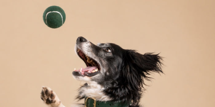 Senior Dog Anxiety: Causes and How to Restore Calm