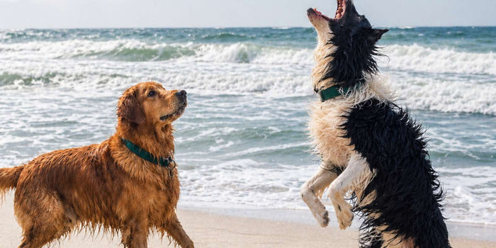 Anti-Aging Supplements for Dogs: What Works