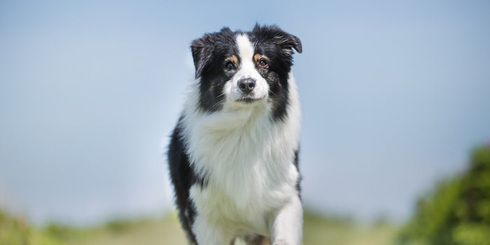 Can Dogs Have Whey Protein? Benefits and GI Risks