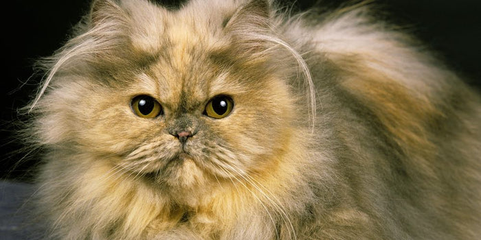 Biotin for Cats: Is It Safe and What It Helps