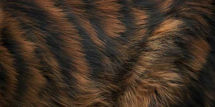 Cat Skin Health: Why the Barrier Fails & Fixes