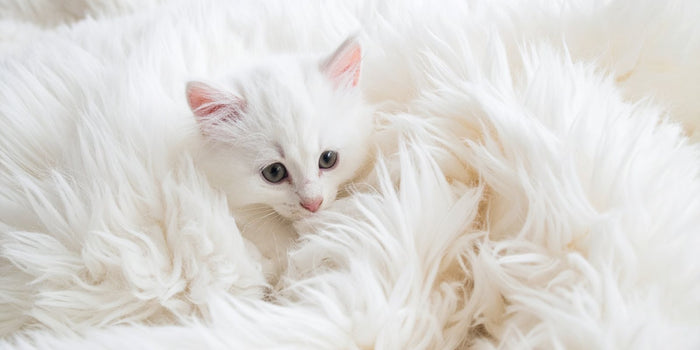 Zinc for Cats: Deficiency Signs & Safe Amounts