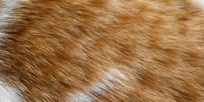Cat Skin Care: Why Skin Dries Out & What Restores It