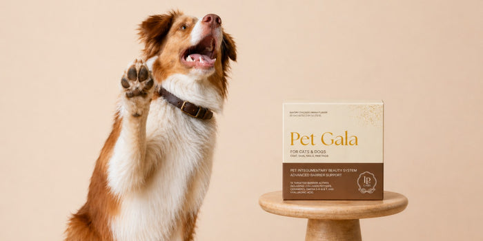 VetIQ Skin & Coat Chews vs Pet Gala™: Dog Routine