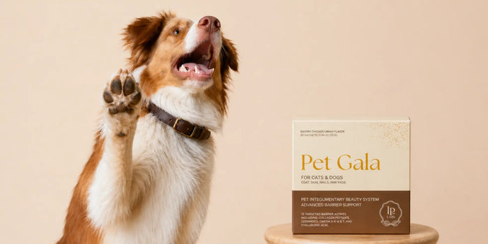 Dog Skin Barrier Repair: Calm Itch, Flakes & Hot Spots