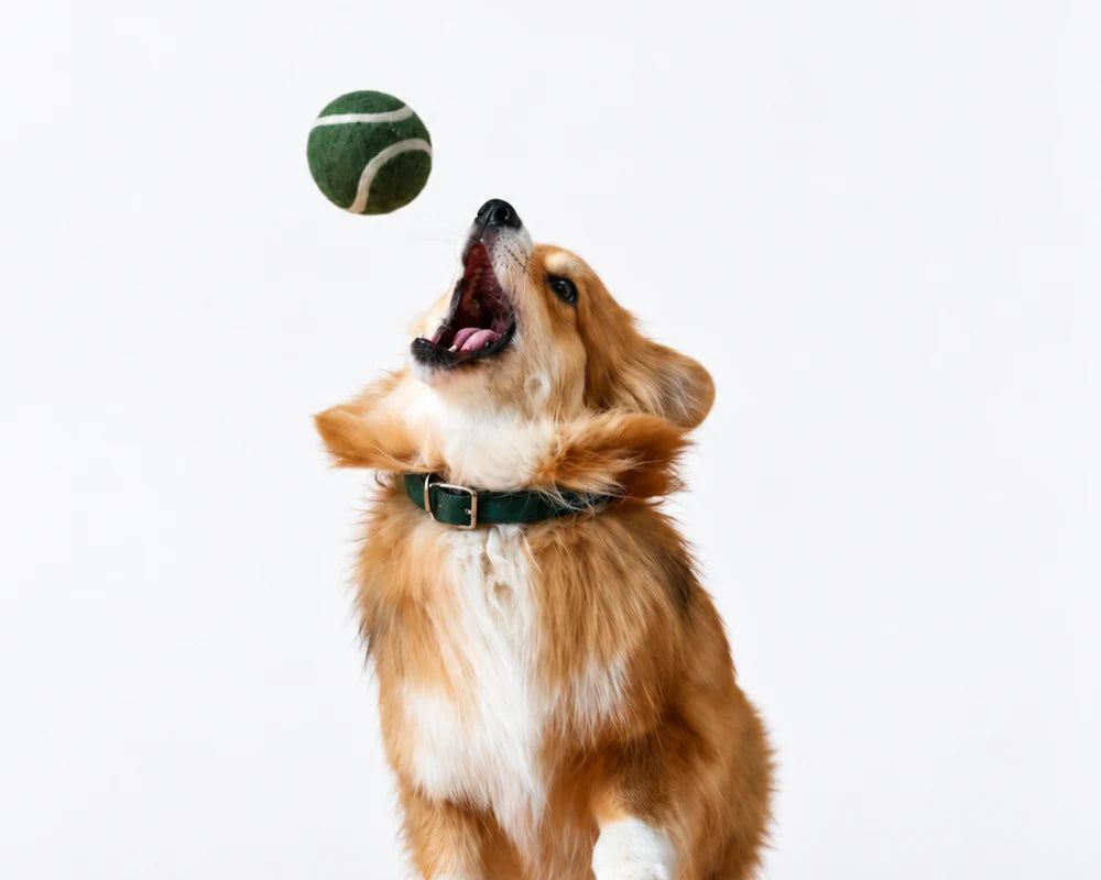 A golden dog reaching up for a green tennis ball