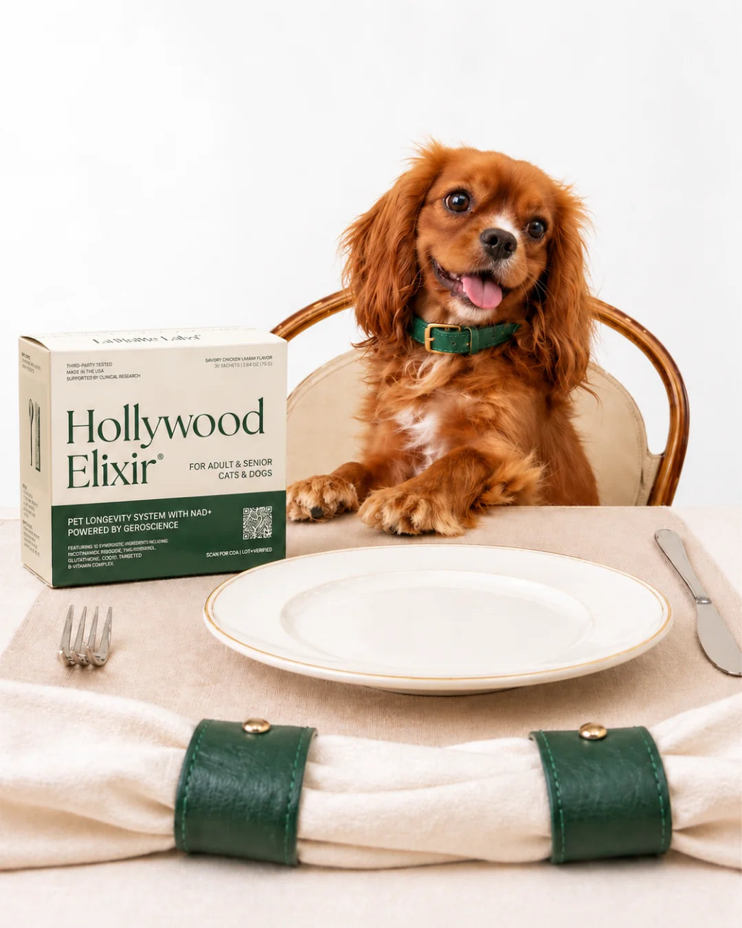 A cavalier spaniel seated at a laid dinner table beside a box of Hollywood Elixir