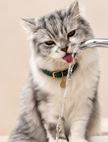 Cat Hydration