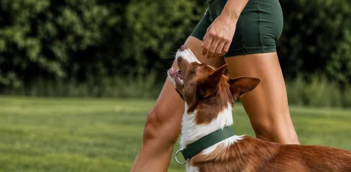 Clinical branding image reflecting trust and validation behind anti-aging supplements for dogs.