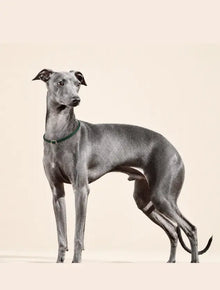 Dog Body Condition