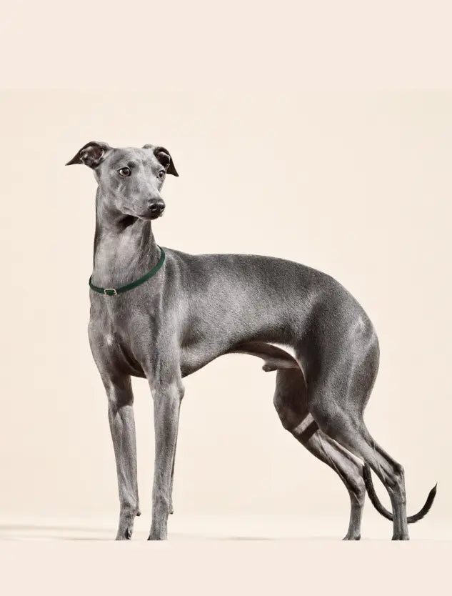 Dog Body Condition Assessment