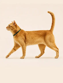 Cat Body Condition