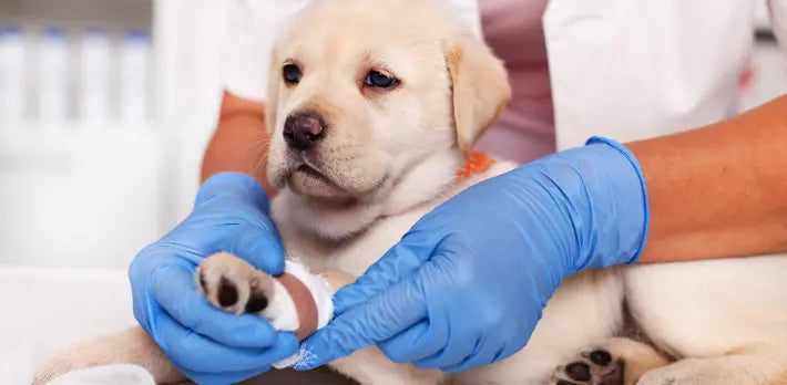 La Petite Labs