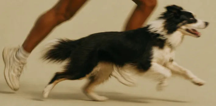 Glutathione for Dogs: Why Cellular Detox Fails Under Oxidative Stress and How to Restore Defense La Petite Labs Glutathione for Dogs: Why Cellular Detox Fails Under Oxidative Stress and How to Restore Defense La Petite Labs