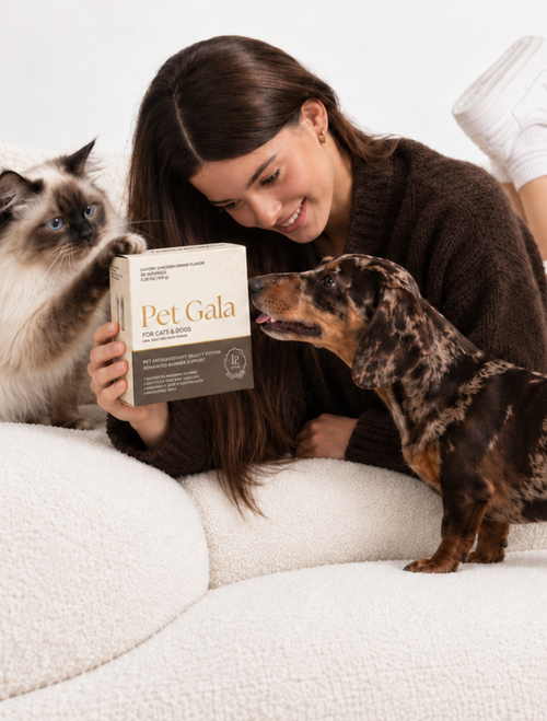 5 Coat Warning Signs of Illness in Dogs & Cats