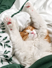 Cat Sleep