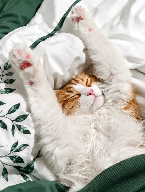 Cat Sleep Calculator
