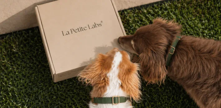 Woman with Hollywood Elixir box in cozy setting aligned with senior dog supplements explained.