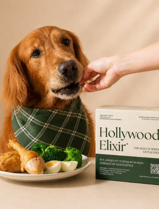 Dog Calorie Calculator