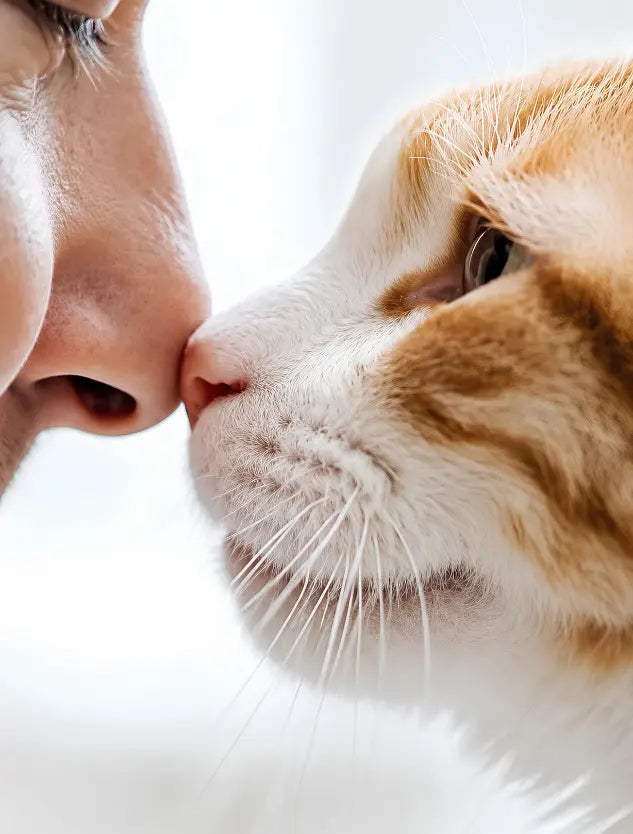 Cat Quality of Life Scale