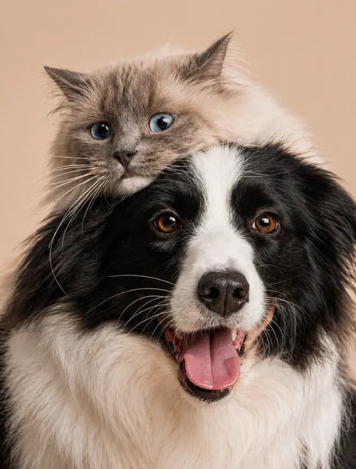 L-Carnitine for Cats: Why Energy Drops, How Fat Metabolism Stalls, and How to Protect Heart Function La Petite Labs L-Carnitine for Cats: Why Energy Drops, How Fat Metabolism Stalls, and How to Protect Heart Function La Petite Labs