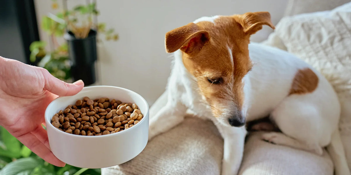 Why Single-Nutrient Supplements Fall Short for Pets