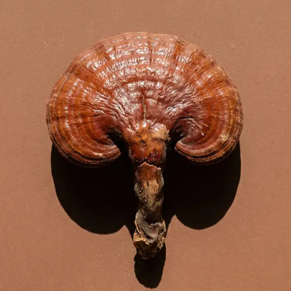 Reishi