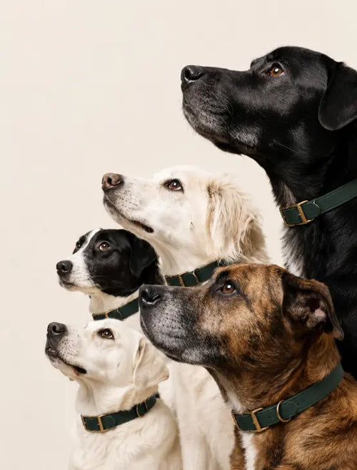 Glutathione for Dogs: Why Cellular Detox Fails Under Oxidative Stress and How to Restore Defense La Petite Labs Glutathione for Dogs: Why Cellular Detox Fails Under Oxidative Stress and How to Restore Defense La Petite Labs