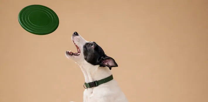 glutathione dog 9 Ways To Boost In Dogs Earth Buddy debuts liposomal glutathione