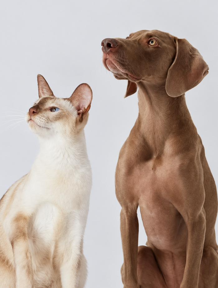 Cross-Species Formulation: One Supplement, Cats and Dogs