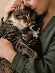 Cat Life Stage
