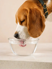 Dog Hydration