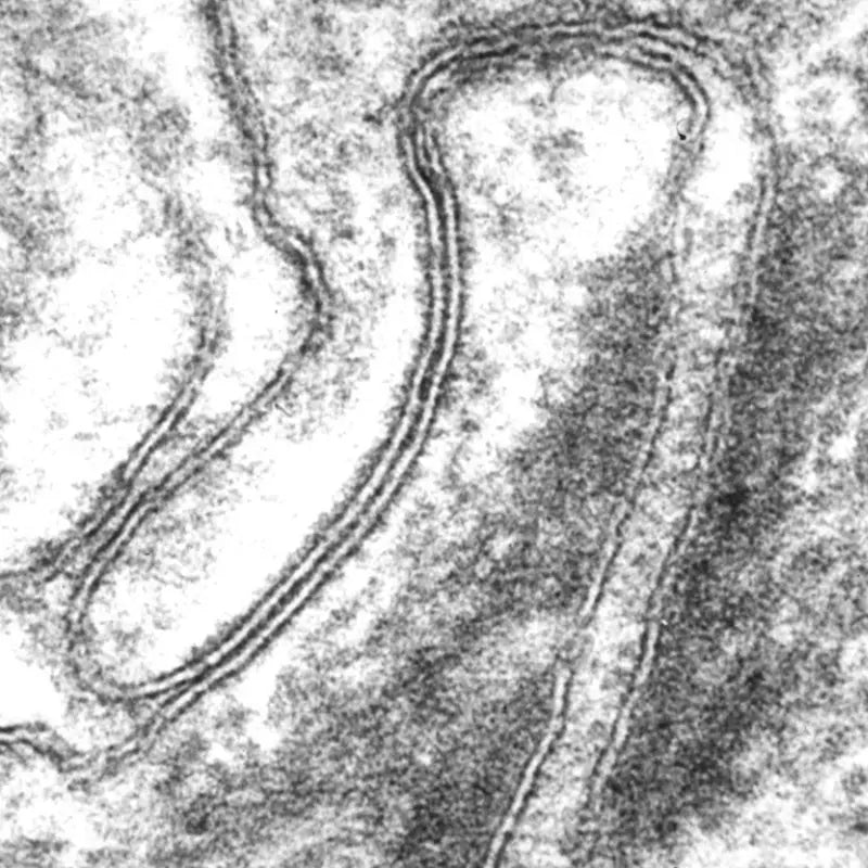 altered intercellular communication 12 hallmarks of aging in dogs 7