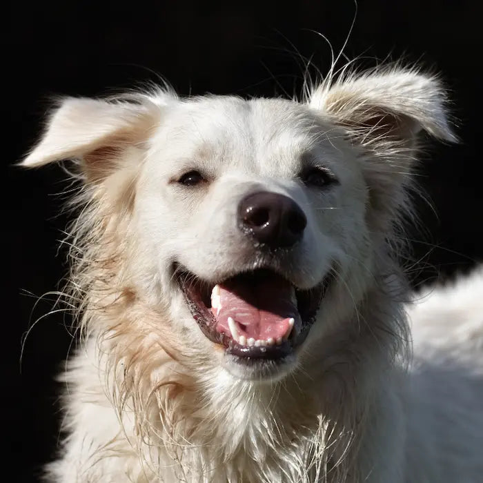 anti aging supplements for dogs benefits timeline 3