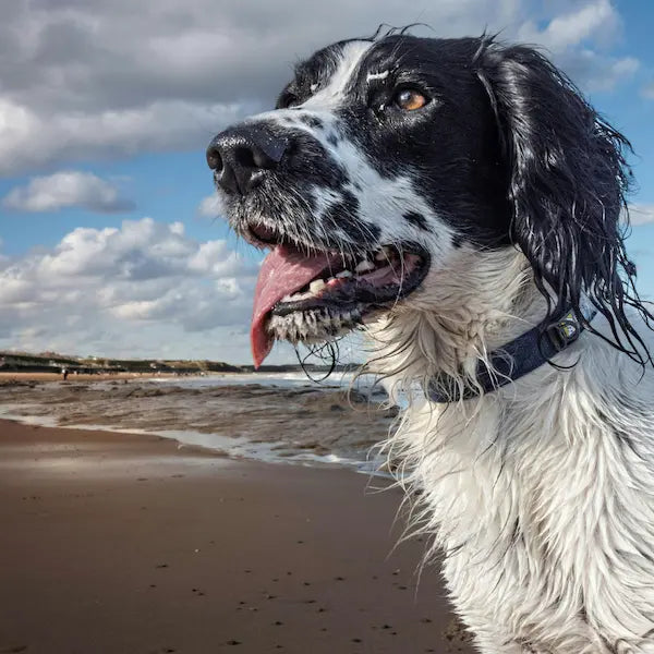 anti aging supplements for dogs