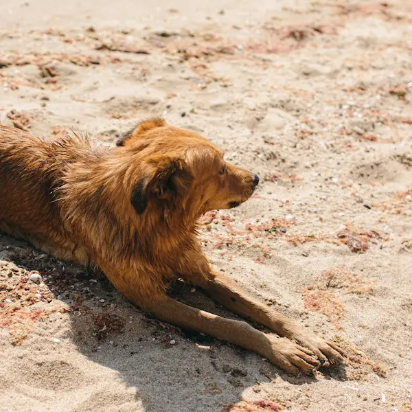 anti aging supplements for dogs golden retriever lounging at the beach