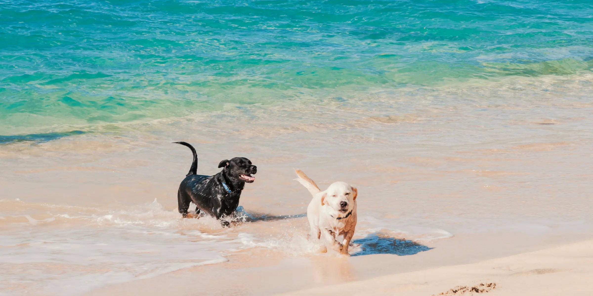 anti aging supplements for dogs two dogs playing happily at the beach
